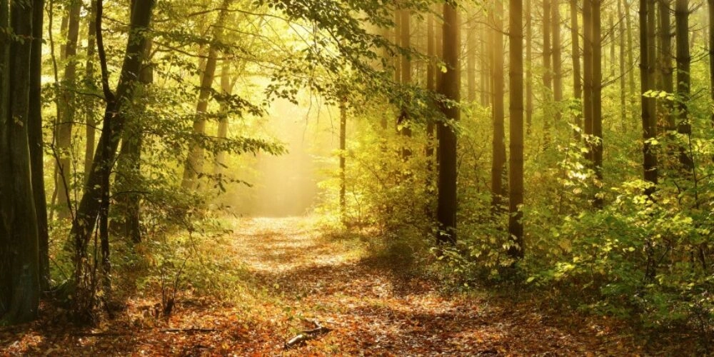 Najlepší sused? Les!