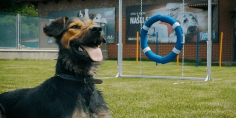 Revitalizácia agility parku s projektom Čerešne living